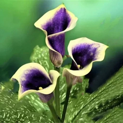 calla lily flower seeds