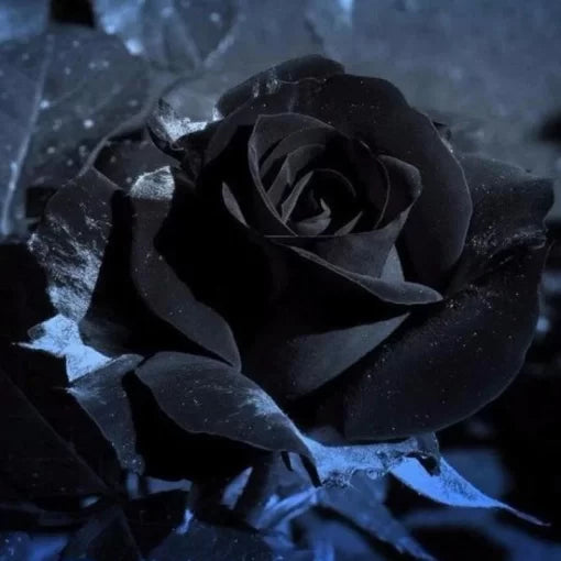 black rose flower seeds