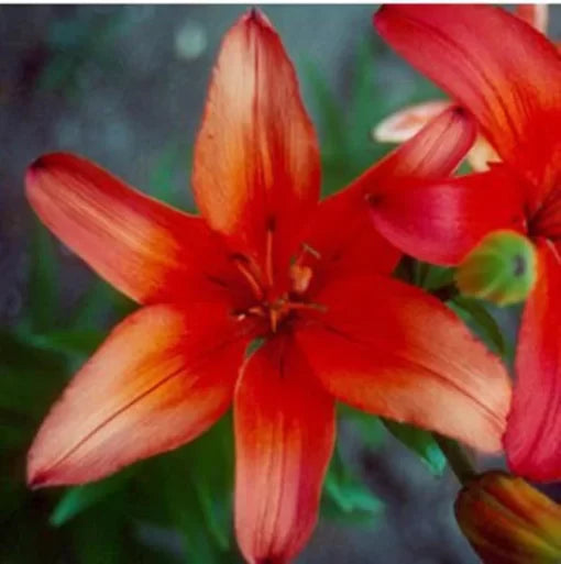 red yellow flower seeds