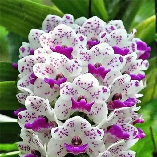 cymbidium orchid flower seeds
