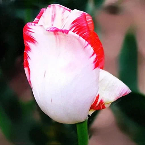 perfume tulip flower seeds