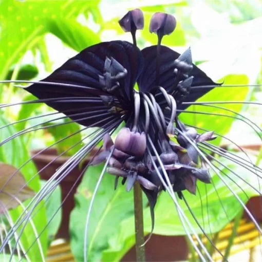 black tiger flower seeds