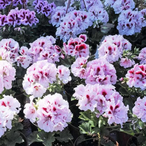 geranium pelargonium flower seeds