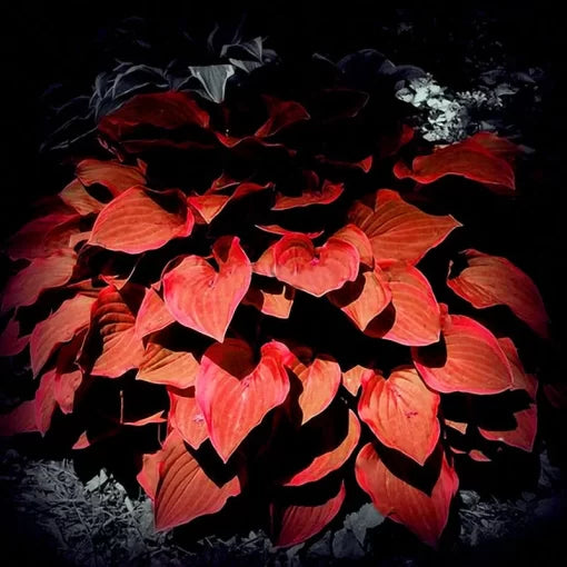 hosta flower shade loving