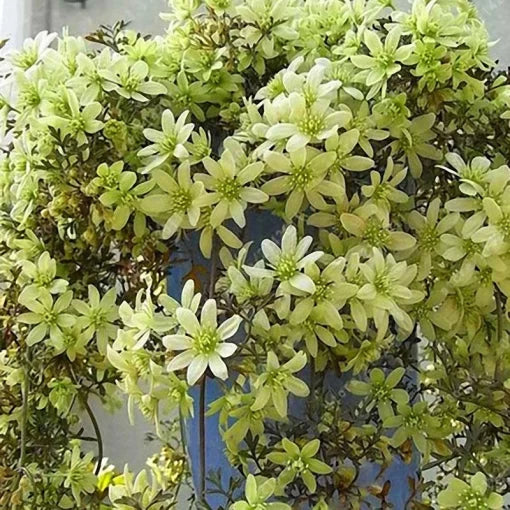 clematis vine flower seeds