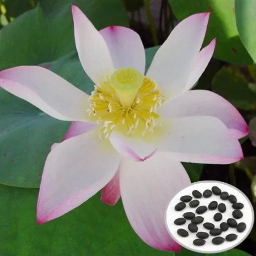 red pink flower seeds
