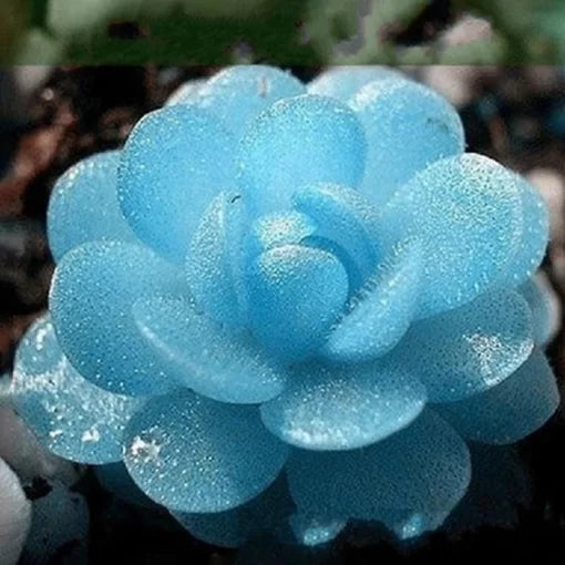 blue lithops flower seeds