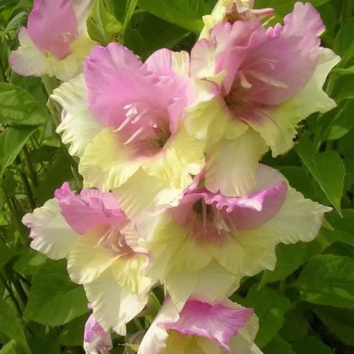 green orostachys flower seeds