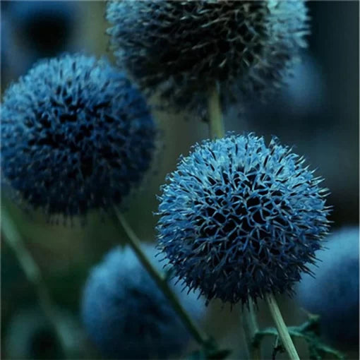 giant onion flower seeds