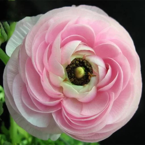 ranunculus asiaticus flower seeds