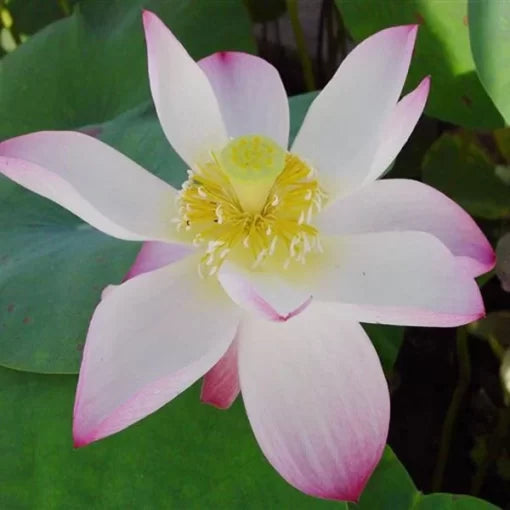 white cotton flower seeds