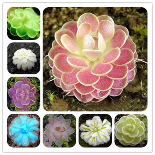venus flytrap flower seeds