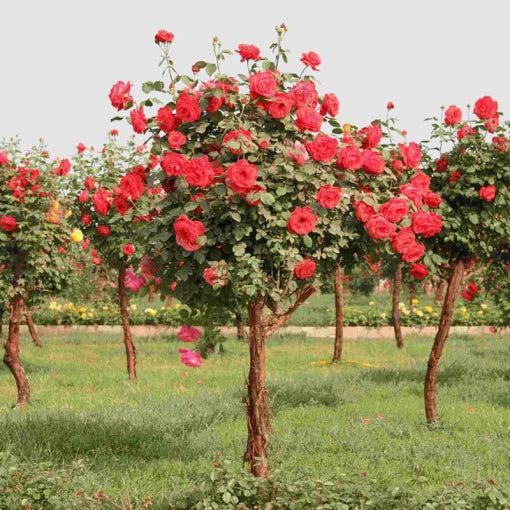 red rose flower seeds