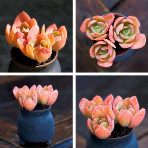 red succulent flower seeds
