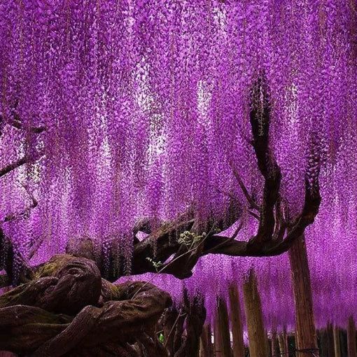 pink japanese flower seeds