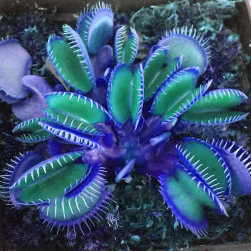 blue insectivorous flower seeds
