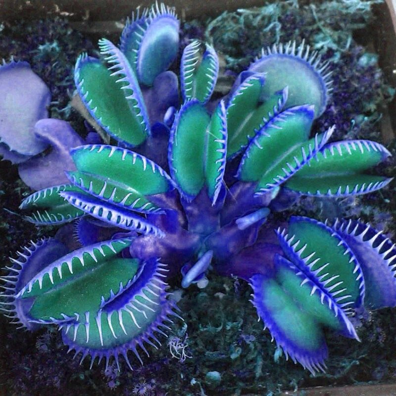 Blue Green Venus Fly Trap Seeds – Heirloom, Non-GMO, High Germination Seeds