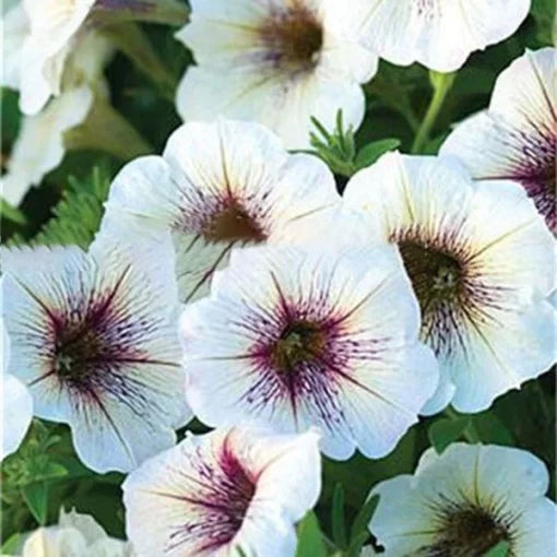 morning glory flower seeds