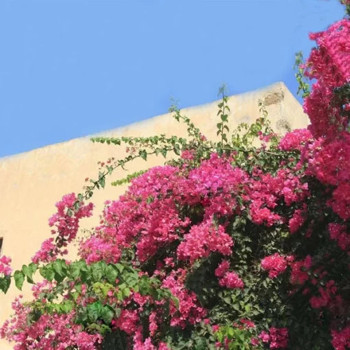 pink purple flower seeds