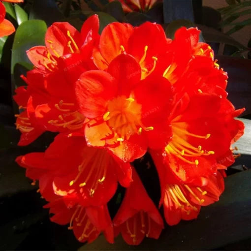 clivia miniata flower seeds