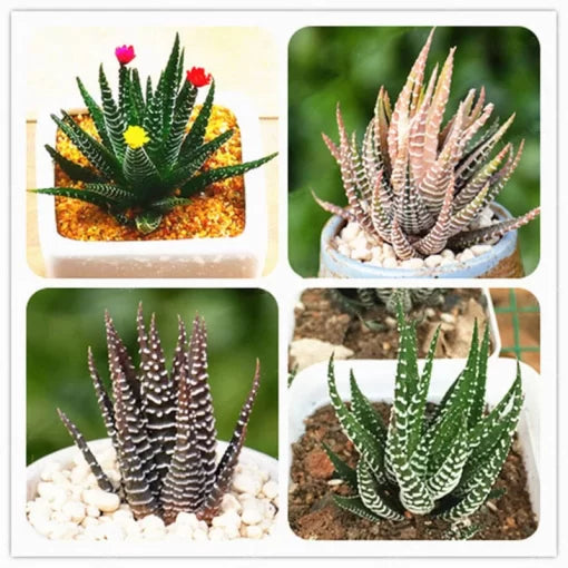 haworthia fasciata flower seeds