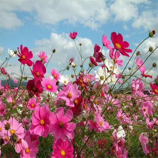 cosmos flower flower seeds
