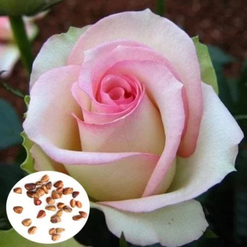 pink white flower seeds