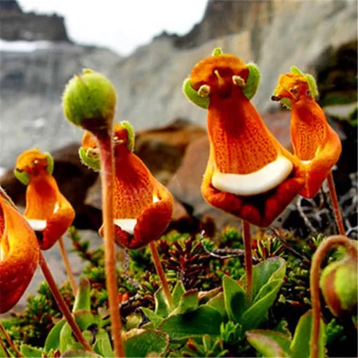 calceolaria uniflora flower seeds