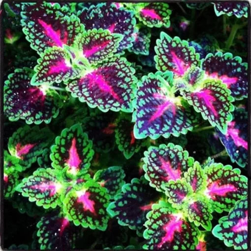 coleus dragon flower seeds