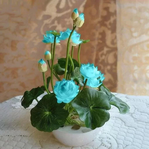 blue green flower seeds