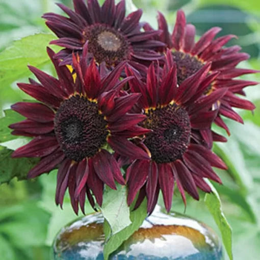 red red flower seeds