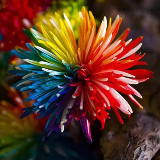 rainbow chrysanthemum flower seeds