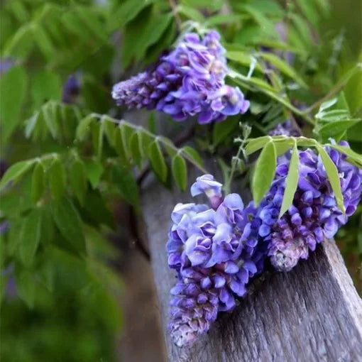 wisteria tree flower seeds