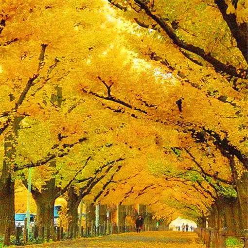 golden yellow flower seeds