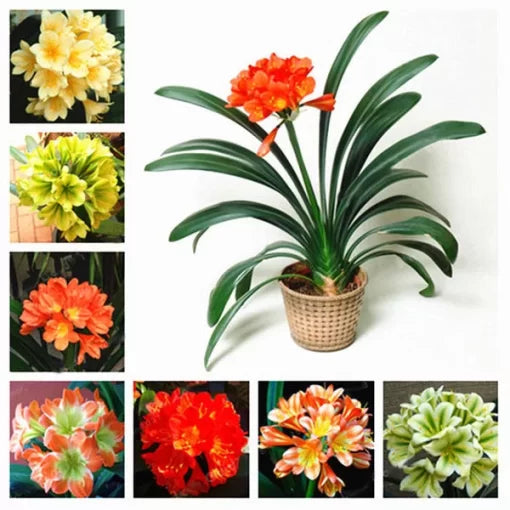 clivia chinese flower seeds