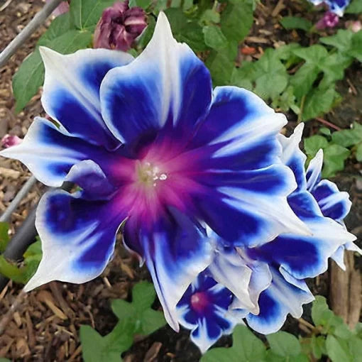 blue glory flower seeds