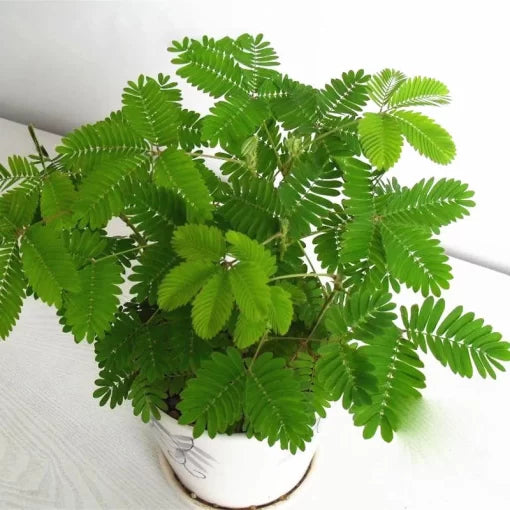 mimosa sensitive flower seeds