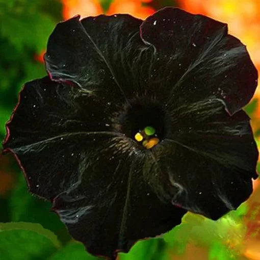 black black flower seeds
