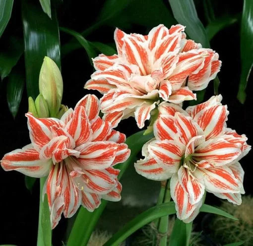 rainbow lily flower seeds