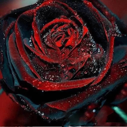 black red flower seeds