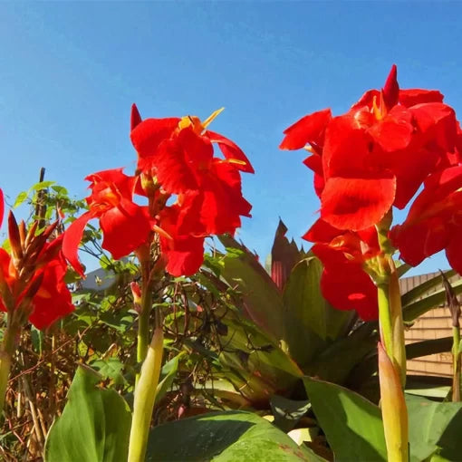 canna lily flower seeds