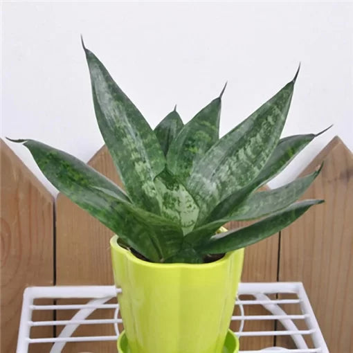 sansevieria blooming flower seeds