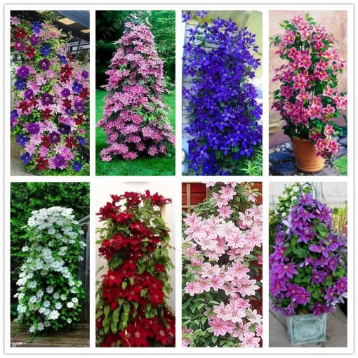 clematis mix flower seeds