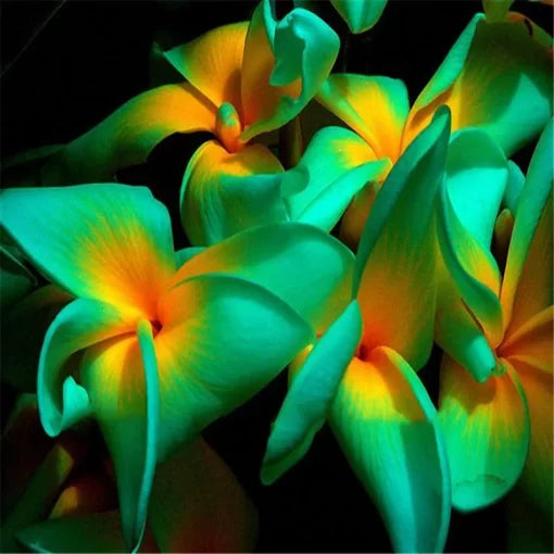 plumeria frangipani flower seeds