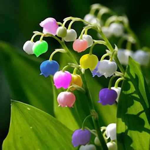 lily of flower seeds