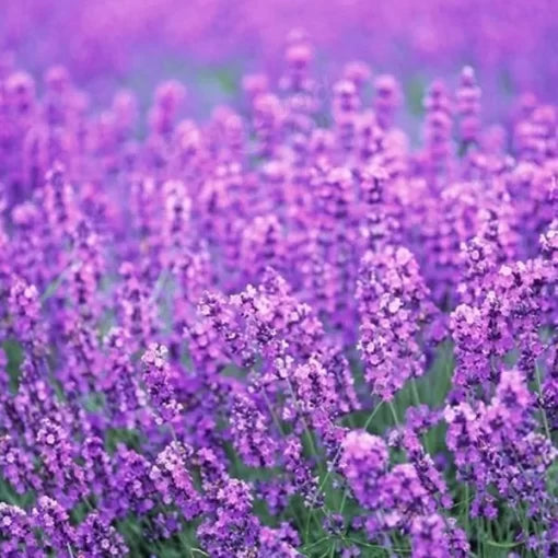 lavender lavender flower seeds