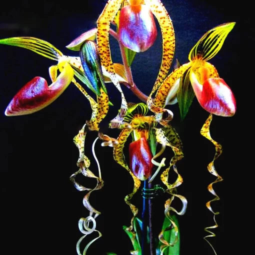 rare orchid flower seeds