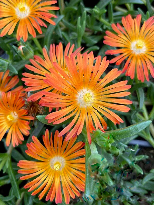 Orange Delosperma Flower Seeds – Heirloom, Non-GMO, High Germination Seeds