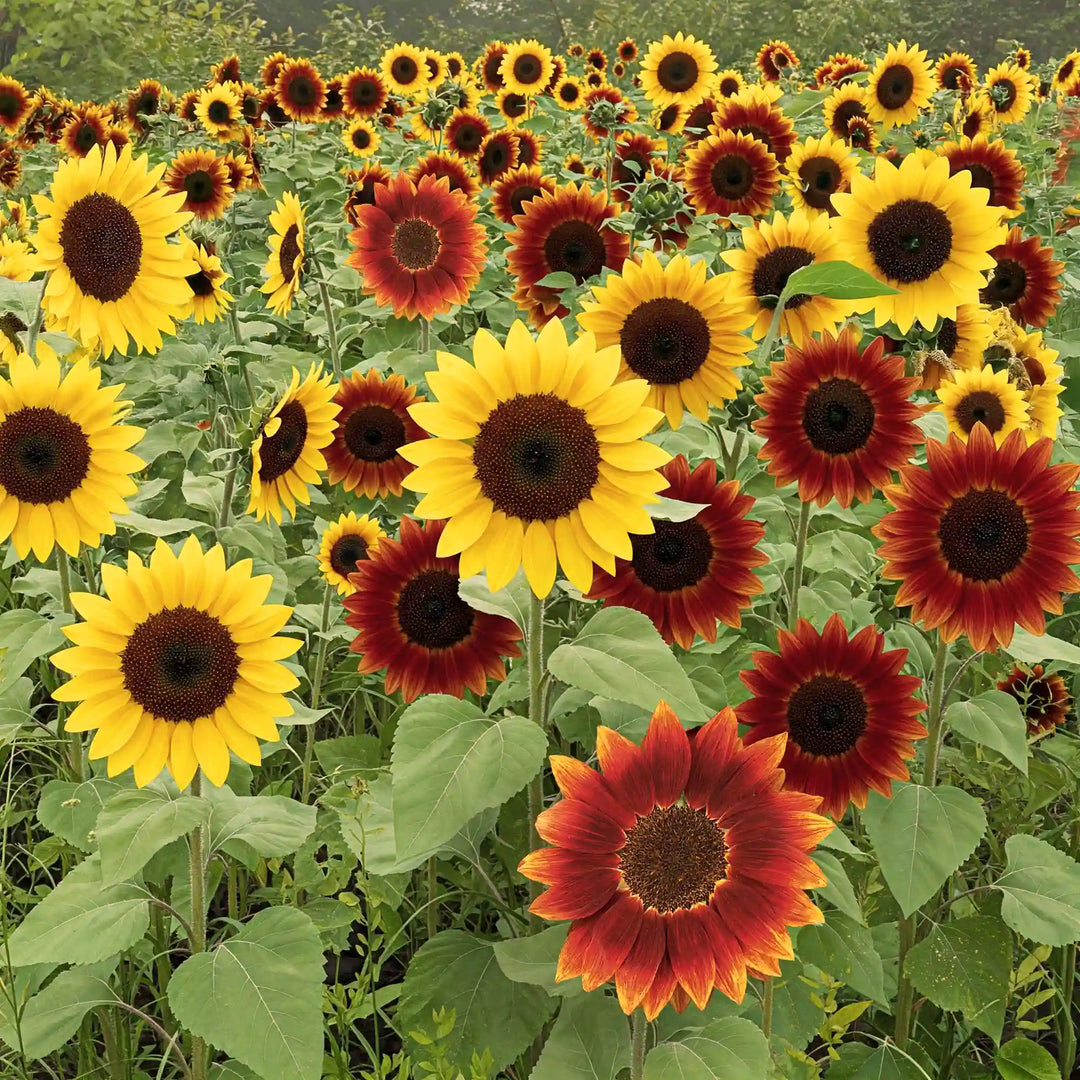common sunflower flower seeds