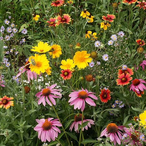 Gaura Flower Seeds Mixed – Heirloom, Non-GMO, High Germination Seeds for Planting
